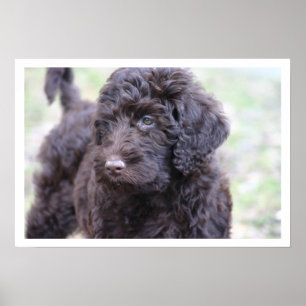 Póster Labradoodle negro