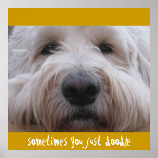 Póster Labradoodle Thoughts