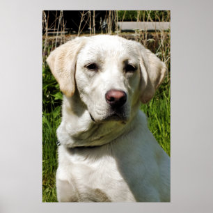 PÓSTER LABRADOR