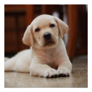 Póster Labrador amarillo bebé Perro picado tendido sobre 