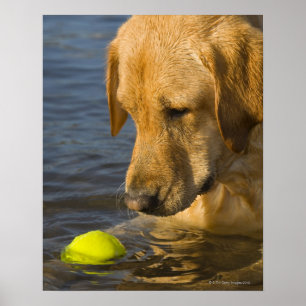 Póster Labrador amarillo con una pelota de tenis en el