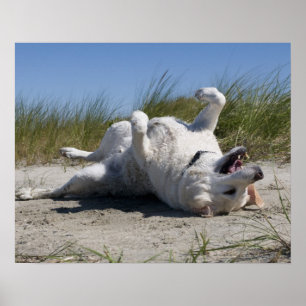 Póster Labrador amarillo recuperador