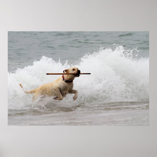 Póster Labrador - Amarillo - ¡Ve a buscar! (Frente)