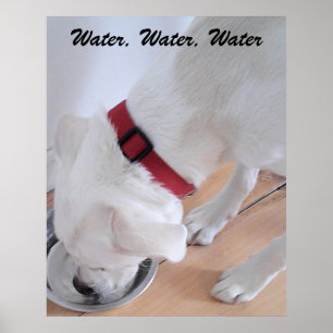 Póster Labrador blanco lindo Perro que bebe agua
