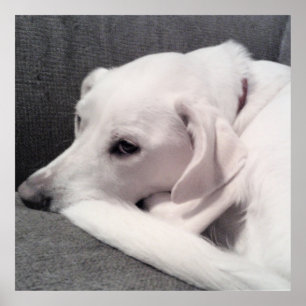 Póster Labrador blanco tierro blanco lindo perro mezclado
