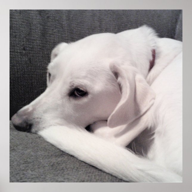 Póster Labrador blanco tierro blanco lindo perro mezclado (Frente)