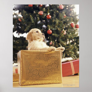 Póster Labrador joven que se inclina en un regalo de