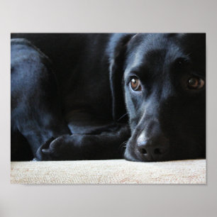 Póster Labrador negro