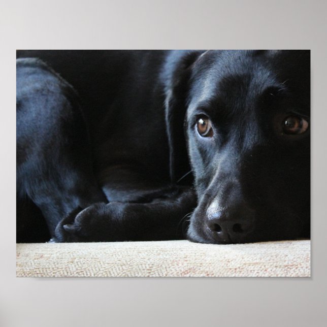 Póster Labrador negro (Frente)