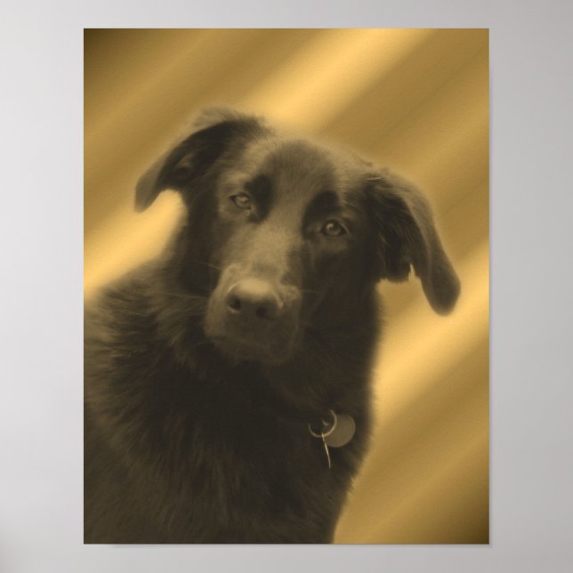 Póster Labrador negro (Frente)
