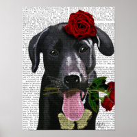 Labrador negro con Rosas
