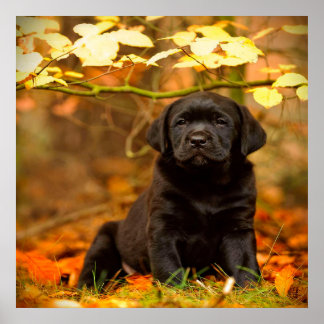 Póster Labrador negro de hojas de otoño