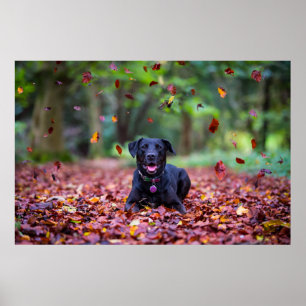 Póster Labrador negro en hojas de otoño