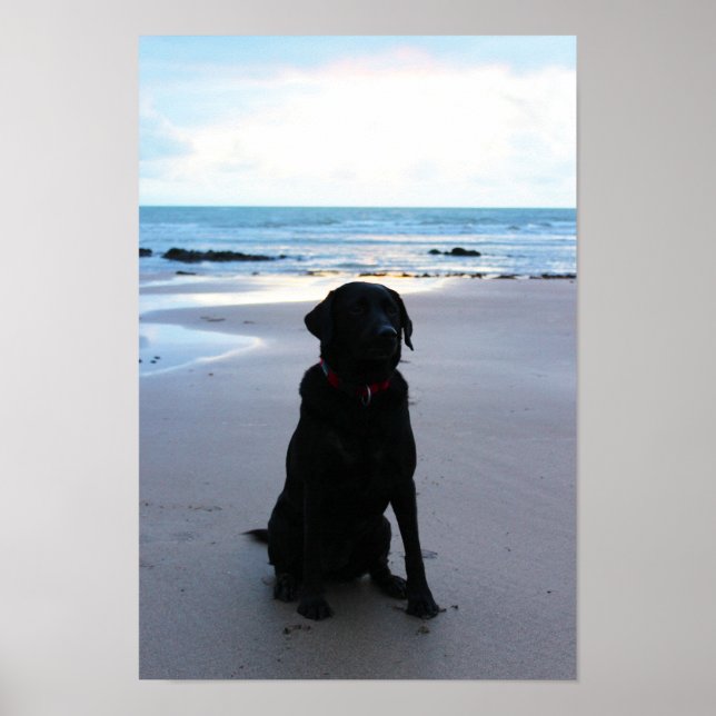 Póster Labrador negro en una playa (Frente)