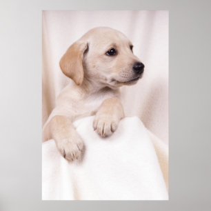 Póster Labrador Puppy