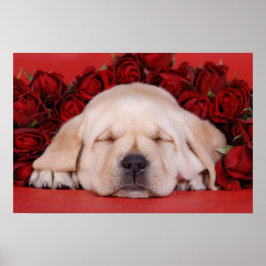 Póster Labrador puppy and roses
