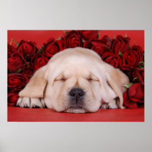 Póster Labrador puppy and roses