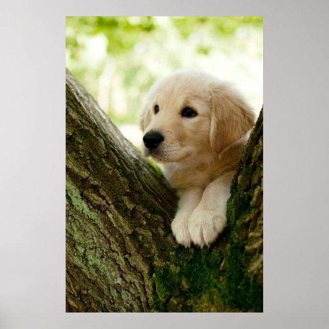 Póster Labrador Puppy Sitting In A Woodland Setting (Frente)