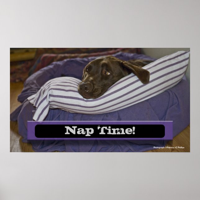 Póster Labrador recuperador en cama (Frente)