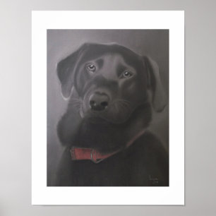 Póster Labrador Recuperador Hermoso 11x14