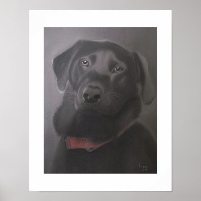 Póster Labrador Recuperador Hermoso 11x14 (Frente)