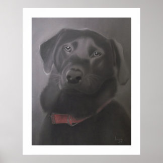 Póster Labrador Recuperador Hermoso 24" x 30"