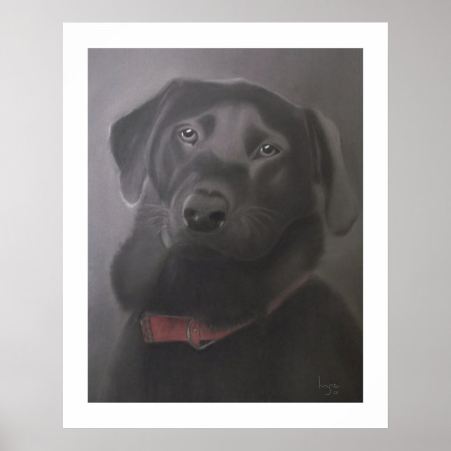 Póster Labrador Recuperador Hermoso 24" x 30" (Frente)
