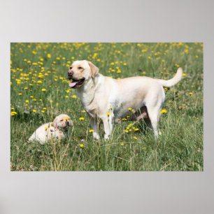 Póster Labrador Retriever
