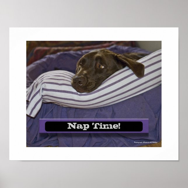 Póster Labrador Retriever en la cama (Frente)