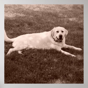 Póster labrador retriever hermoso
