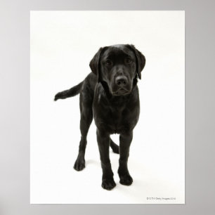Póster Labrador retriever negro