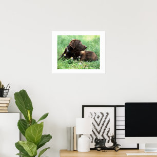 Póster Labrador Retriever y flores púrpuras
