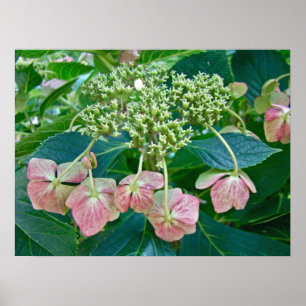 Póster Lace-Cap rosa Hydrangea Blossoms - Poster