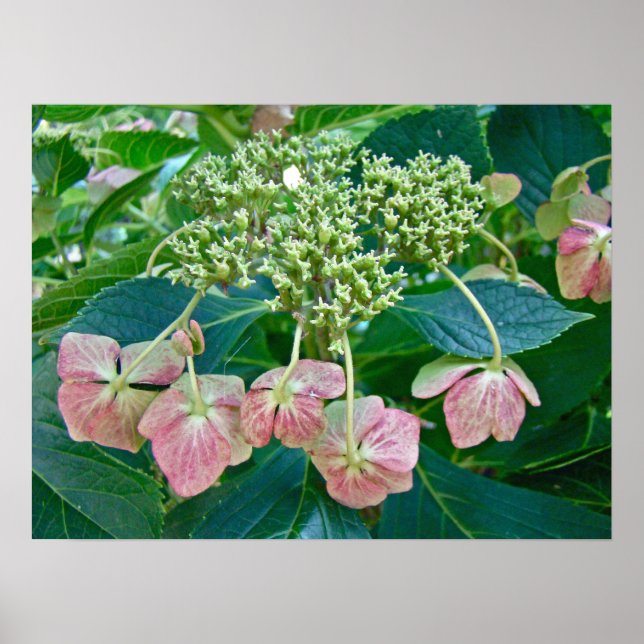 Póster Lace-Cap rosa Hydrangea Blossoms - Poster (Frente)