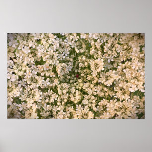 Póster Lace de la Reina Ana,