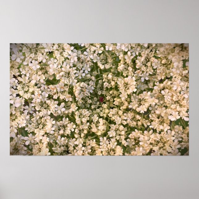 Póster Lace de la Reina Ana, (Frente)