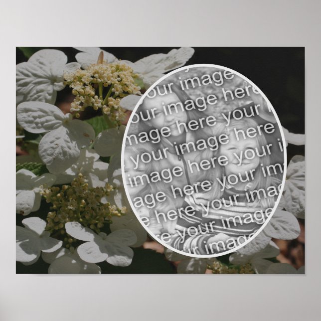 Póster Lacecap Hydrangea Flower Crea tu propia foto (Frente)
