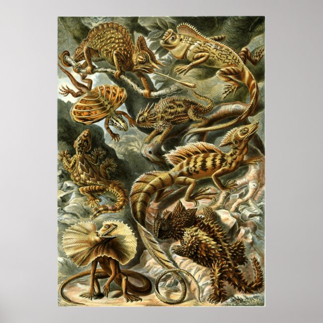 Póster Lacertilia, lagartos de Ernst Haeckel Poster (Frente)