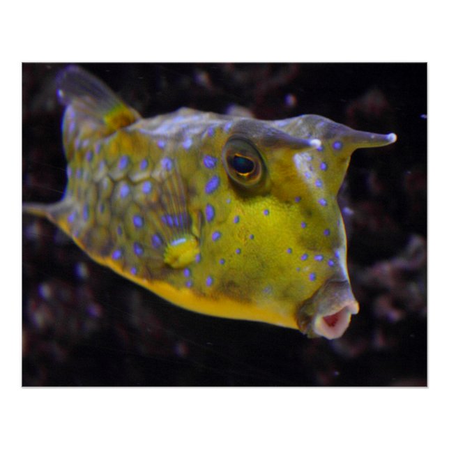 Póster Lactoria cornuta (Anverso)