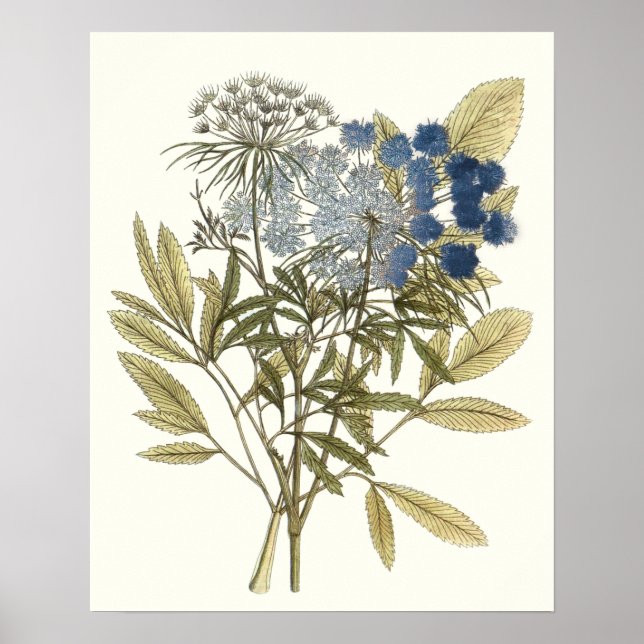 Póster Lacy Leaves - Flores y vegetación (Frente)