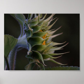 Póster Lado del girasol