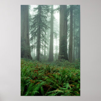 Póster Lady Bird Johnson Grove