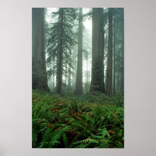 Póster Lady Bird Johnson Grove (Frente)