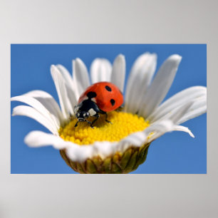 Póster Lady bug en daisy