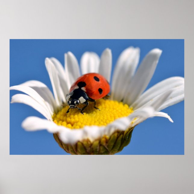 Póster Lady bug en daisy (Frente)