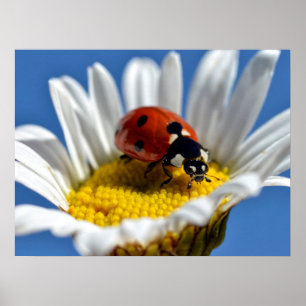 Póster Lady bug en la almohadilla del ratón Daisy Mug