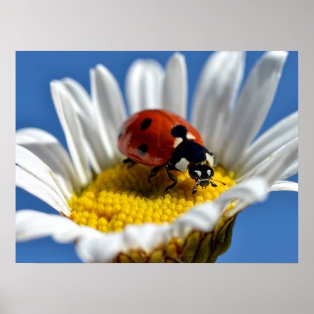 Póster Lady bug en la almohadilla del ratón Daisy Mug (Frente)