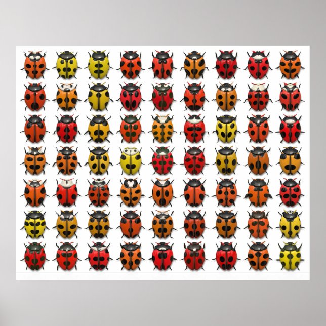 Póster Lady Bugs 1 Poster (Frente)