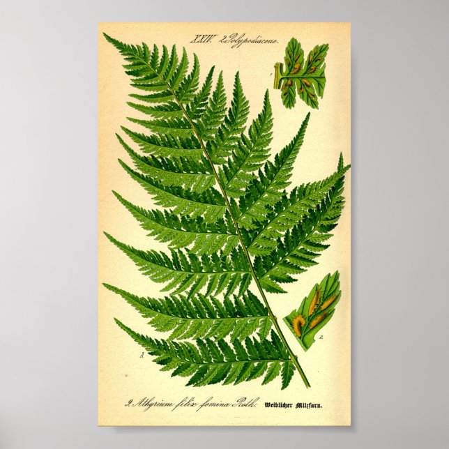 Póster Lady Fern (Athyrium filix-femina) (Frente)