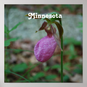 Póster Lady Slipper